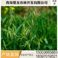 燕麥草 養(yǎng)殖場燕麥草 牛羊、兔子、荷蘭豬和豚鼠寵物牧草