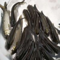 【基地直銷】草魚苗 鯇魚苗 長江草魚苗 淡水魚苗批發(fā) 規(guī)格齊全