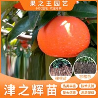 津之輝柑橘樹(shù)一年生新品種晚蜜露柑桔果樹(shù)木接受預(yù)訂重慶基地直發(fā)