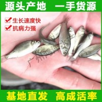 極速發(fā)貨 中科五號(hào)鯽魚苗 高產(chǎn)快大鯽魚水花活體魚苗批發(fā)