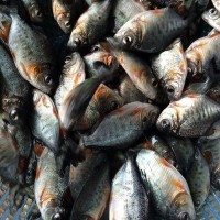 大量熱銷 淡水白鯧魚苗批發(fā) 鯧魚苗 魚類養(yǎng)殖 魚苗供應