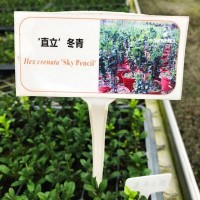 ‘直立’冬青小苗大苗綠植盆栽家庭陽(yáng)臺(tái)園藝育苗批發(fā)