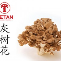 DETAN德添舞茸 新鮮灰樹花 購(gòu)買請(qǐng)電話聯(lián)系，否則不發(fā)貨