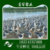 湖南衡陽(yáng)新華禽畜大量供應(yīng) 小種灰鵝出殼苗