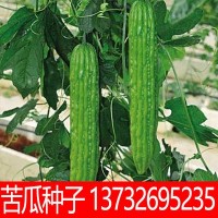 油綠肉苦瓜種子 農(nóng)田菜園基地易種早熟紋條粗略苦肉苦瓜蔬菜籽