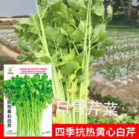 批發(fā)菜園院子蔬菜種子四季抗熱黃心香白芹種子7克菜籽 廠家直銷