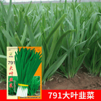 批發(fā)菜園蔬菜種子791大葉韭菜10克盆栽陽(yáng)臺(tái)院子種子菜籽 廠家直銷