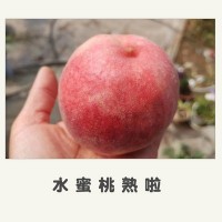 蒙陰 現(xiàn)摘新鮮當(dāng)季水果 沂蒙山 突圍 水蜜桃 甜桃 紅桃 水蜜桃