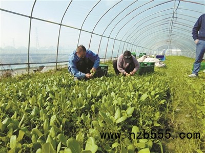 種植基地里，種植戶忙著采收蔬菜。