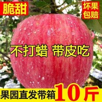 新鮮寒富紅富士蘋(píng)果水果脆甜當(dāng)季水果生鮮大果整箱產(chǎn)地直發(fā)