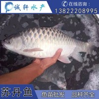 馬來西亞國寶魚 蘇丹魚 皇帝魚 忘不了魚 魚苗供應(yīng)