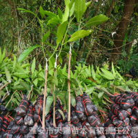 金煌芒果嫁接果樹(shù)苗 臺(tái)農(nóng)桂七四季芒紅貴妃凱特芒果樹(shù)苗地栽盆栽