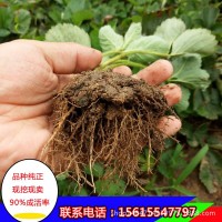 【草莓】草莓批發(fā) 甜寶草莓 章姬草莓 甜寶 奶油草莓 現(xiàn)挖現(xiàn)賣