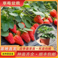 種植基地直供草莓苗 當(dāng)年結(jié)果陽(yáng)臺(tái)種植地栽盆栽 四季奶油草莓苗