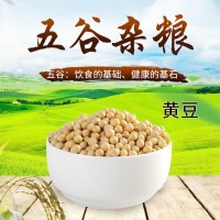 農(nóng)家自產(chǎn)大豆黃豆現(xiàn)磨豆?jié){五谷雜糧粗糧豆腐原料豆類散裝