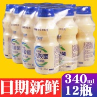 原味胃動力乳酸菌飲品整箱340ml*12瓶早餐酸奶益生元牛奶兒童飲料