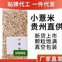 貴州薏米仁500G新貨1斤小薏米薏苡仁小薏米赤小豆茶批發(fā)一件代發(fā)