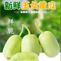 產(chǎn)地直發(fā)金童玉女水果黃瓜無刺鮮嫩蔬菜清甜爽口新玉女拇指小黃瓜