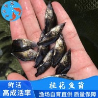 廣州水產(chǎn)養(yǎng)殖廠供應桂花魚苗 鱖魚苗 翹嘴桂花苗 桂魚魚苗