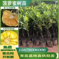 廣西果樹苗木菠蘿蜜樹苗馬來(lái)西亞一號(hào)苗泰八紅肉泰十二菠蘿蜜苗批