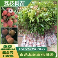 廣西果樹苗優(yōu)質(zhì)荔枝樹苗桂味荔枝妃子笑荔枝仙進(jìn)奉荔枝苗基地批發(fā)