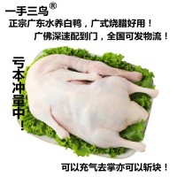 光鴨廣式白鴨打氣燒鴨白條鴨直供酒店飯?zhí)蒙坛迈r現(xiàn)殺批發(fā)可斬塊  5斤起批