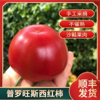 山東海陽(yáng)順豐新鮮水果現(xiàn)摘現(xiàn)發(fā)沙瓤水果番茄洋柿子普羅旺斯西紅柿