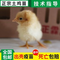 散養(yǎng)江漢土雞苗 正霖自產(chǎn)黃腳土雞苗 湖北江漢混合雞苗