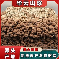 新貨不開傘茶樹菇古田食用菌 福建干貨500g袋裝未開傘茶樹菇批發(fā) 2包起批