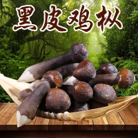 云南特產(chǎn)黑皮雞樅 雞樅產(chǎn)地直發(fā)量大從優(yōu)爽口食用雞樅菌2件起批