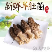 云南新鮮美味羊肚菌 清香爽口新鮮羊肚菌 農(nóng)家種植 廠家供應 2KG起批