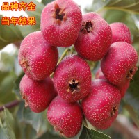 山楂苗 嫁接新品種山楂苗 盆栽地栽南北方當年結(jié)果甜紅仔山楂樹苗