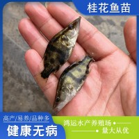 現(xiàn)貨批發(fā)桂花魚(yú)苗水產(chǎn)養(yǎng)殖桂花魚(yú)鱖魚(yú)幼苗歡迎咨詢訂購(gòu)