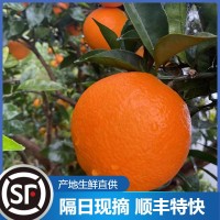 云陽(yáng)紐荷爾新鮮水果臍橙維C橙子批發(fā)廣柑5斤整箱現(xiàn)摘應(yīng)季臍橙現(xiàn)貨