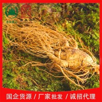 吉林森工廠家批發(fā)帶土鮮人參各種規(guī)格泡酒煲湯送禮長白山鮮參包郵