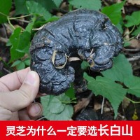 批發(fā)長(zhǎng)白山深山黑靈芝 東北特產(chǎn) 整支靈芝500克/件 林芝切片一斤